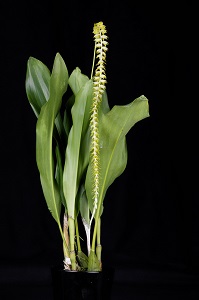 Dendrochilum magnum HOF Select AM/AOS 83 pts. Inflorescence